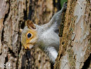 Grey Squirrel - Wiewiórka Szara